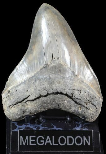 Serrated, Megalodon Tooth - Glossy Enamel #63142